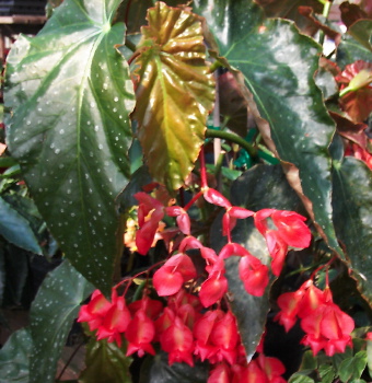B. ‘Mary Sakamoto’